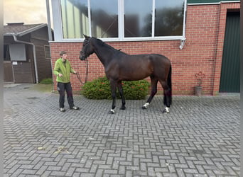 Holsteiner, Wallach, 6 Jahre, 175 cm, Dunkelbrauner