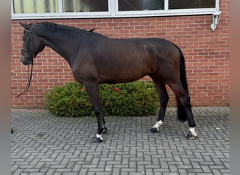 Holsteiner, Wallach, 6 Jahre, 175 cm, Dunkelbrauner