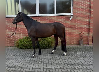 Holsteiner, Wallach, 6 Jahre, 175 cm, Dunkelbrauner