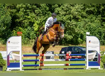 Holsteiner, Wallach, 6 Jahre, 177 cm, Brauner