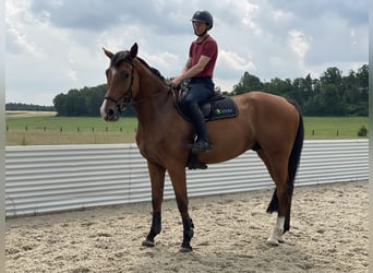 Holsteiner, Wallach, 6 Jahre, 177 cm, Brauner