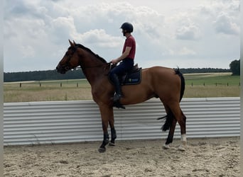 Holsteiner, Wallach, 6 Jahre, 177 cm, Brauner