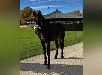 Holsteiner, Wallach, 6 Jahre, 177 cm