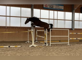 Holsteiner, Wallach, 6 Jahre, 178 cm, Brauner