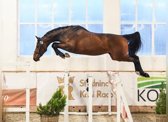 Holsteiner, Wallach, 6 Jahre, 178 cm, Rotbrauner
