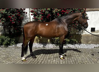 Holsteiner, Wallach, 6 Jahre, 178 cm, Rotbrauner