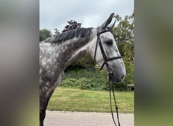 Holsteiner, Wallach, 6 Jahre, 179 cm, Schimmel