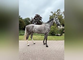 Holsteiner, Wallach, 6 Jahre, 179 cm, Schimmel