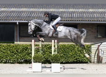 Holsteiner, Wallach, 6 Jahre, 179 cm