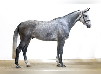 Holsteiner, Wallach, 6 Jahre, 179 cm