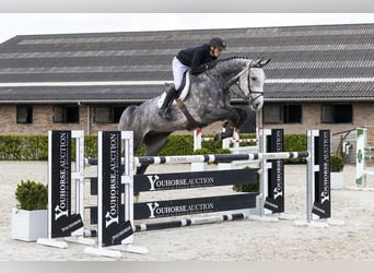 Holsteiner, Wallach, 6 Jahre, 179 cm