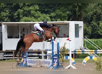 Holsteiner, Wallach, 6 Jahre, Brauner