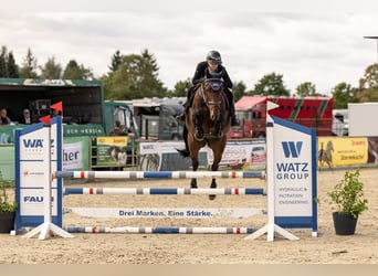 Holsteiner, Wallach, 6 Jahre, Dunkelbrauner