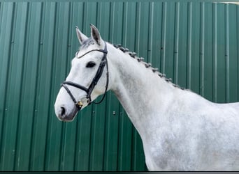 Holsteiner, Wallach, 6 Jahre, Schimmel