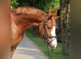 Holsteiner, Wallach, 7 Jahre, 155 cm, Fuchs