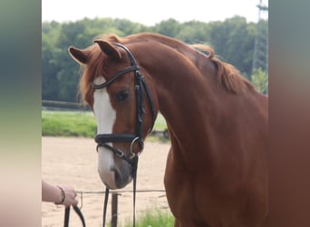 Holsteiner, Wallach, 7 Jahre, 155 cm, Fuchs