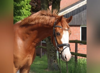 Holsteiner, Wallach, 7 Jahre, 155 cm, Fuchs