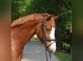 Holsteiner, Wallach, 7 Jahre, 155 cm, Fuchs