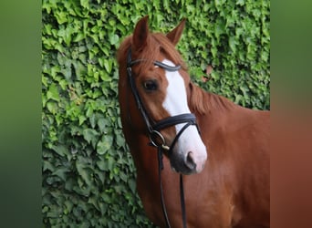 Holsteiner, Wallach, 7 Jahre, 155 cm, Fuchs
