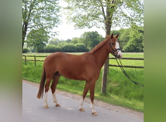 Holsteiner, Wallach, 7 Jahre, 155 cm, Fuchs