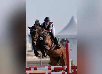 Holsteiner, Wallach, 7 Jahre, 164 cm, Dunkelbrauner