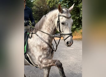Holsteiner, Wallach, 7 Jahre, 164 cm, Kann Schimmel werden