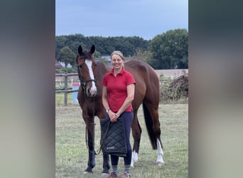 Holsteiner, Wallach, 7 Jahre, 165 cm, Brauner