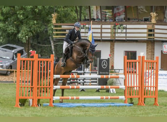 Holsteiner, Wallach, 7 Jahre, 165 cm, Dunkelbrauner