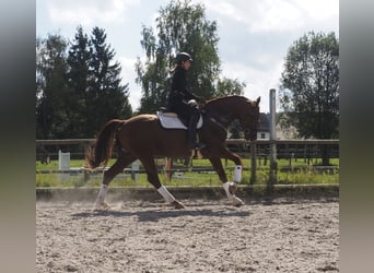 Holsteiner, Wallach, 7 Jahre, 165 cm, Fuchs