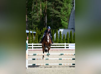Holsteiner, Wallach, 7 Jahre, 166 cm, Brauner
