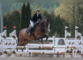 Holsteiner, Wallach, 7 Jahre, 166 cm, Brauner