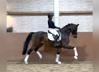 Holsteiner, Wallach, 7 Jahre, 166 cm, Dunkelbrauner