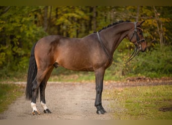 Holsteiner, Wallach, 7 Jahre, 166 cm, Dunkelbrauner