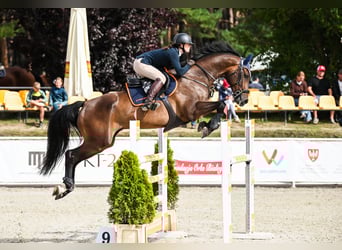 Holsteiner, Wallach, 7 Jahre, 167 cm, Brauner