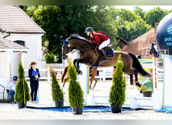 Holsteiner, Wallach, 7 Jahre, 167 cm, Brauner