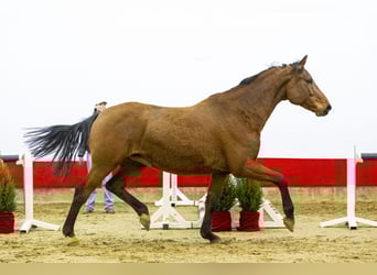 Holsteiner, Wallach, 7 Jahre, 167 cm, Brauner