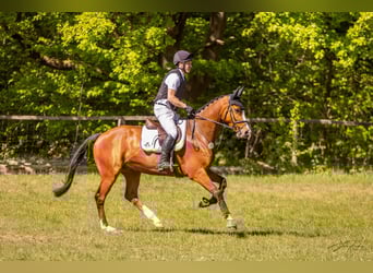 Holsteiner, Wallach, 7 Jahre, 167 cm, Brauner