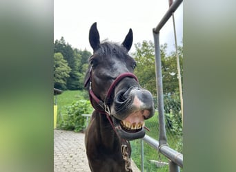 Holsteiner Mix, Wallach, 7 Jahre, 167 cm, Dunkelbrauner