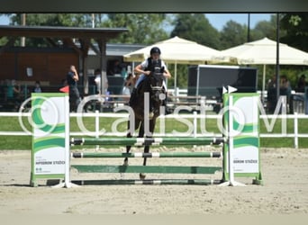 Holsteiner Mix, Wallach, 7 Jahre, 167 cm, Dunkelbrauner