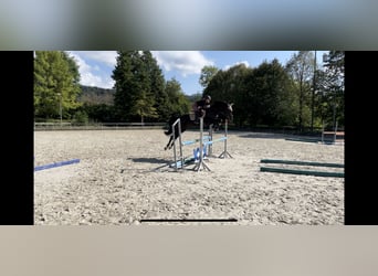 Holsteiner Mix, Wallach, 7 Jahre, 167 cm, Dunkelbrauner