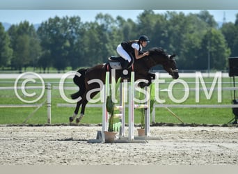 Holsteiner Mix, Wallach, 7 Jahre, 167 cm, Dunkelbrauner
