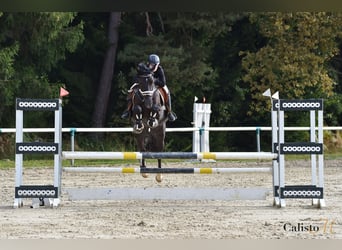 Holsteiner Mix, Wallach, 7 Jahre, 167 cm, Dunkelbrauner