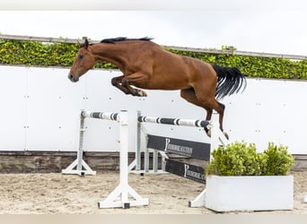 Holsteiner, Wallach, 7 Jahre, 167 cm, Dunkelbrauner