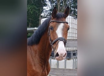 Holsteiner, Wallach, 7 Jahre, 168 cm, Brauner