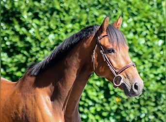 Holsteiner, Wallach, 7 Jahre, 168 cm, Brauner