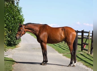 Holsteiner, Wallach, 7 Jahre, 168 cm, Brauner