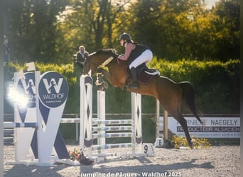 Holsteiner, Wallach, 7 Jahre, 168 cm, Brauner