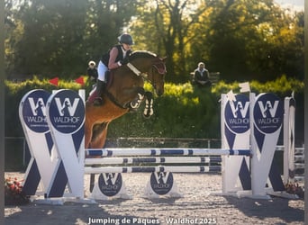 Holsteiner, Wallach, 7 Jahre, 168 cm, Brauner