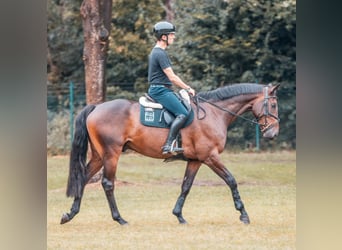 Holsteiner, Wallach, 7 Jahre, 168 cm, Dunkelbrauner