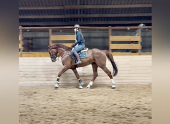 Holsteiner, Wallach, 7 Jahre, 168 cm, Fuchs